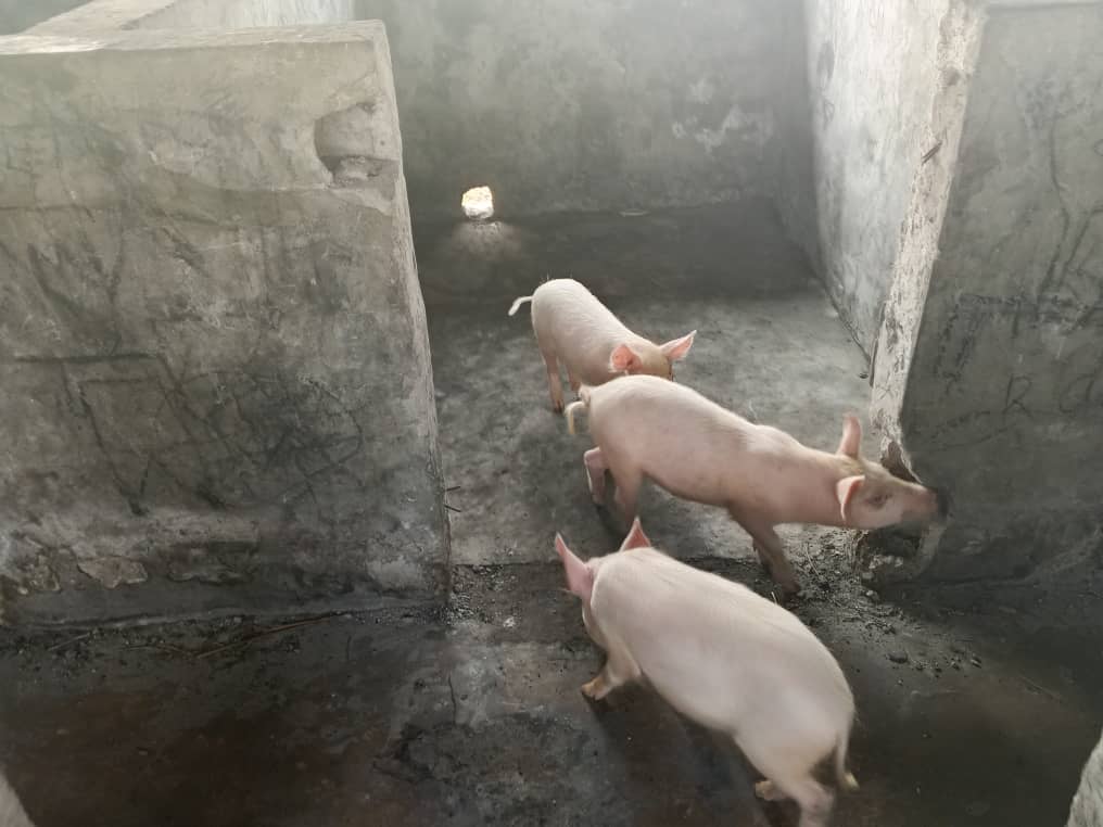 Ferkel 2