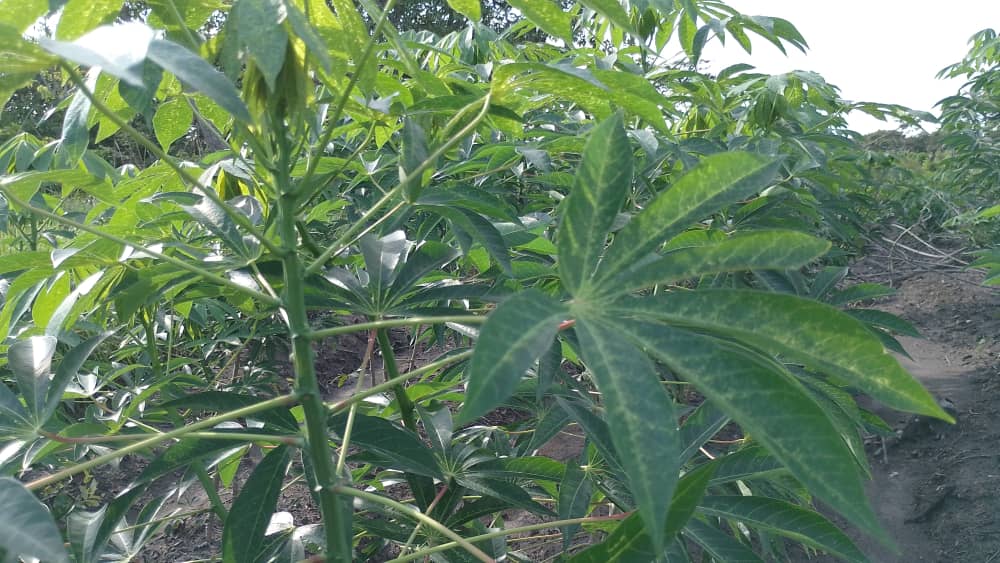Manioc