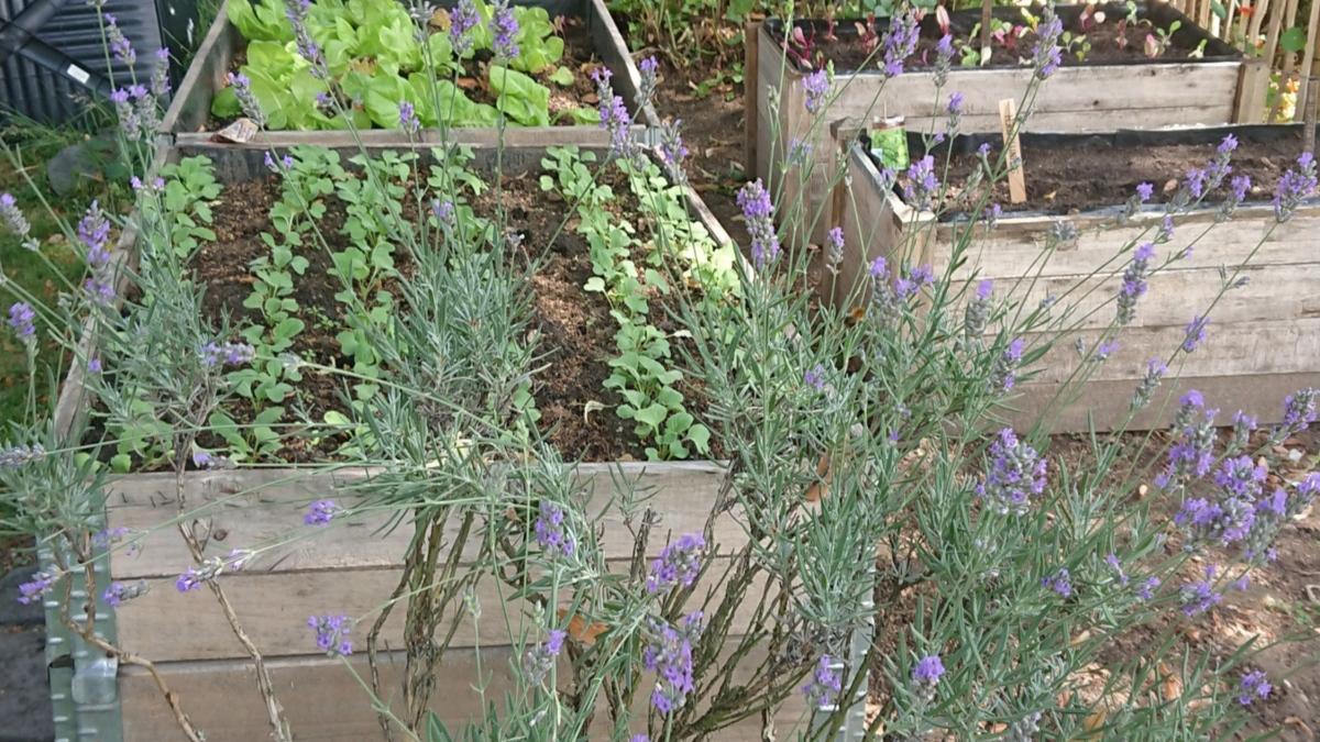 gemüsebeet mit lavendel