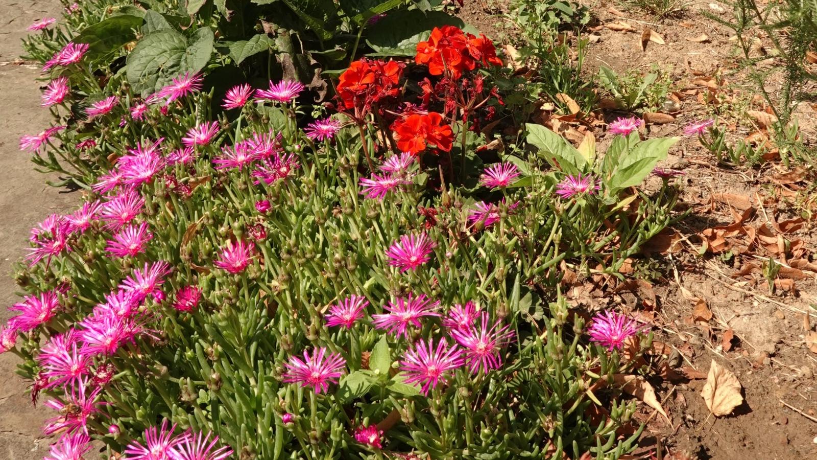 Mittagsblumen und Geranien blühen Anfang August