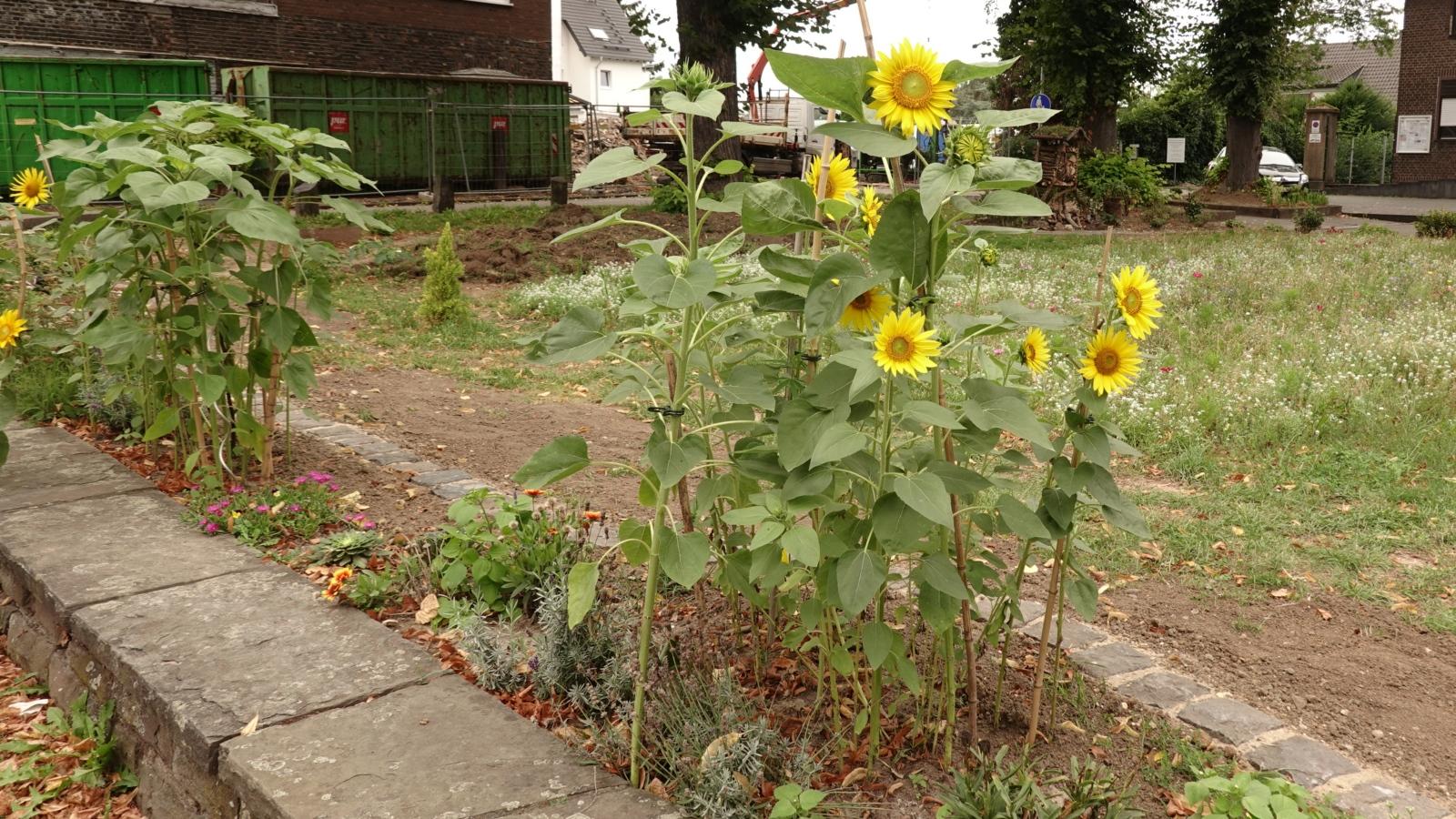 Sonnenblumen im eingefassten Beet