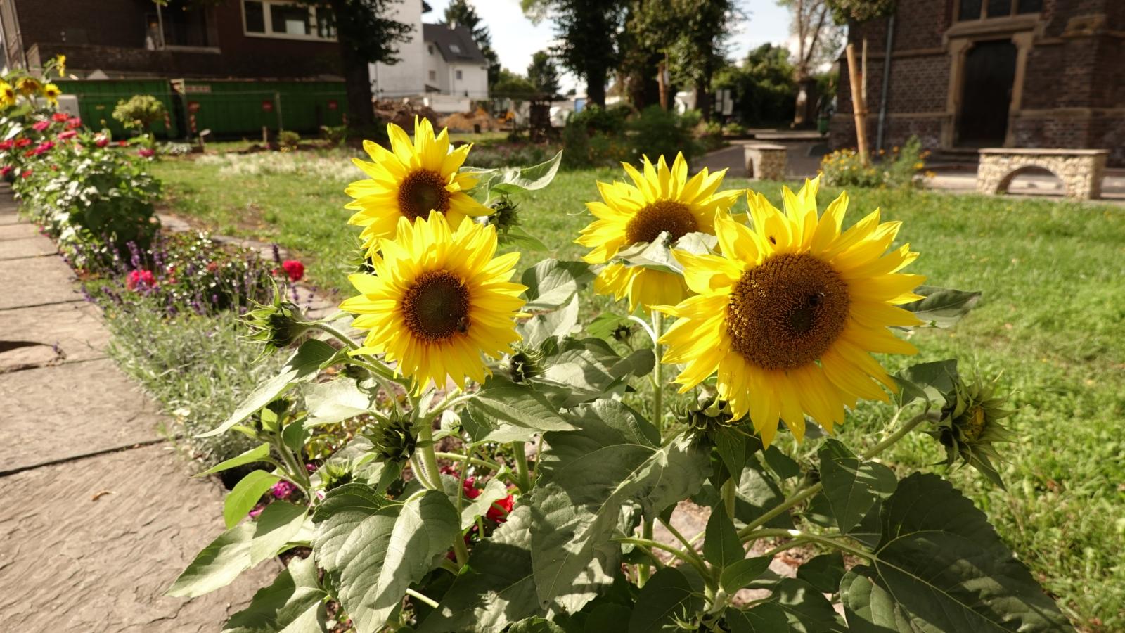 Sonnenblumen im Blühstreifen