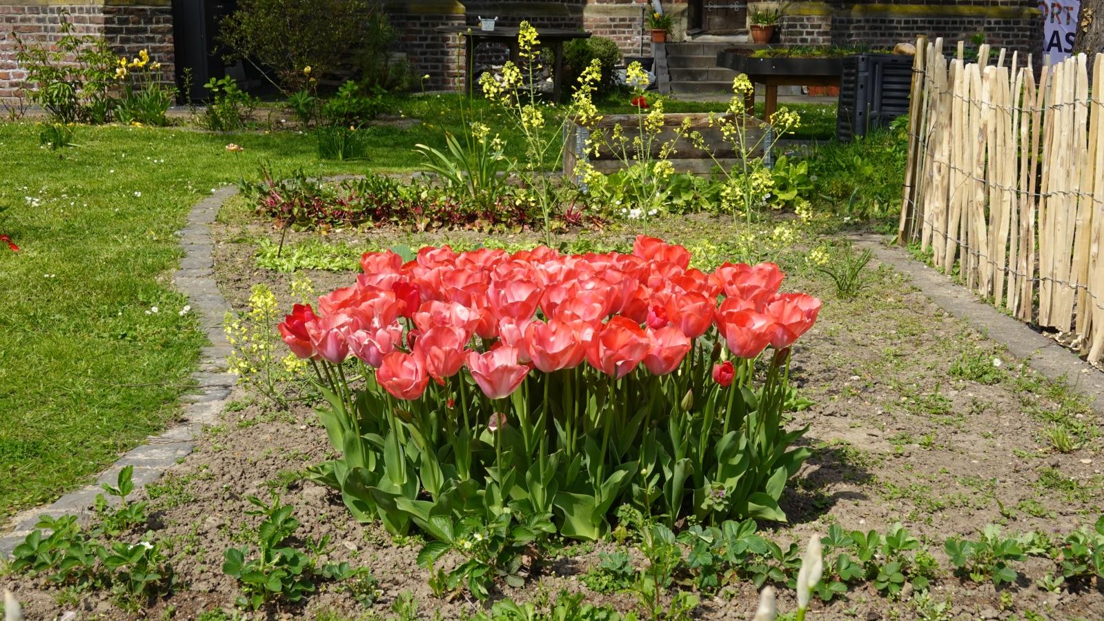 Tulpeninsel im Gemüsebeet