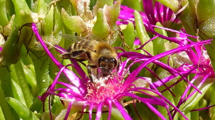 Honigbiene bei der Nektaraufnahme
