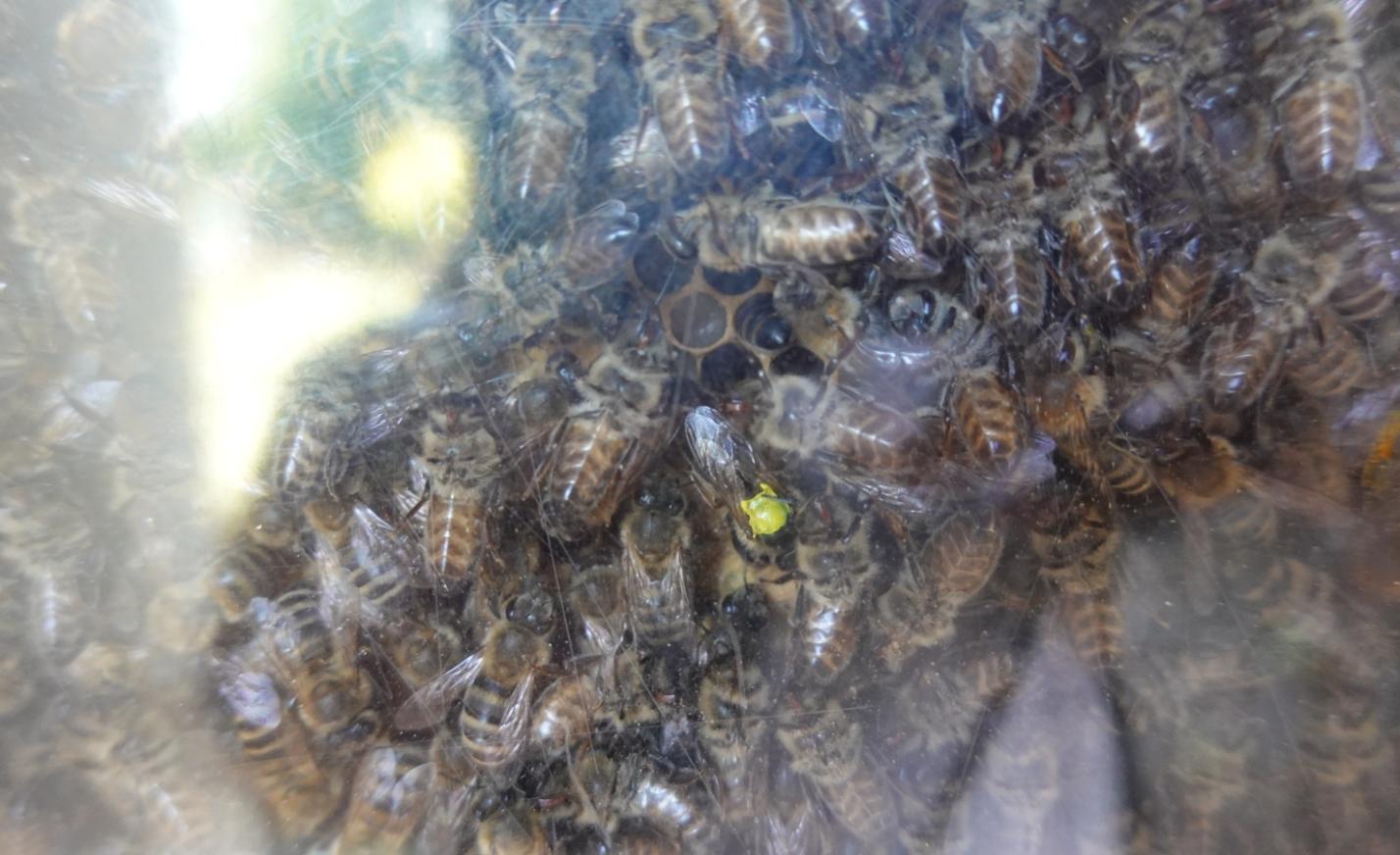 Bienenkönigin mit gelbem Punkt inmitten ihres Hofstaates