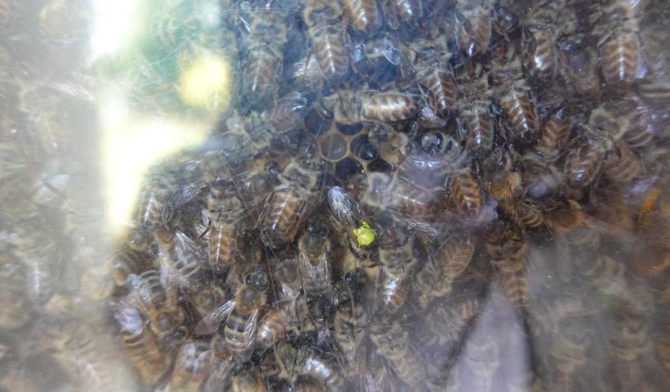 Bienenkönigin mit gelbem Punkt inmitten ihres Hofstaates