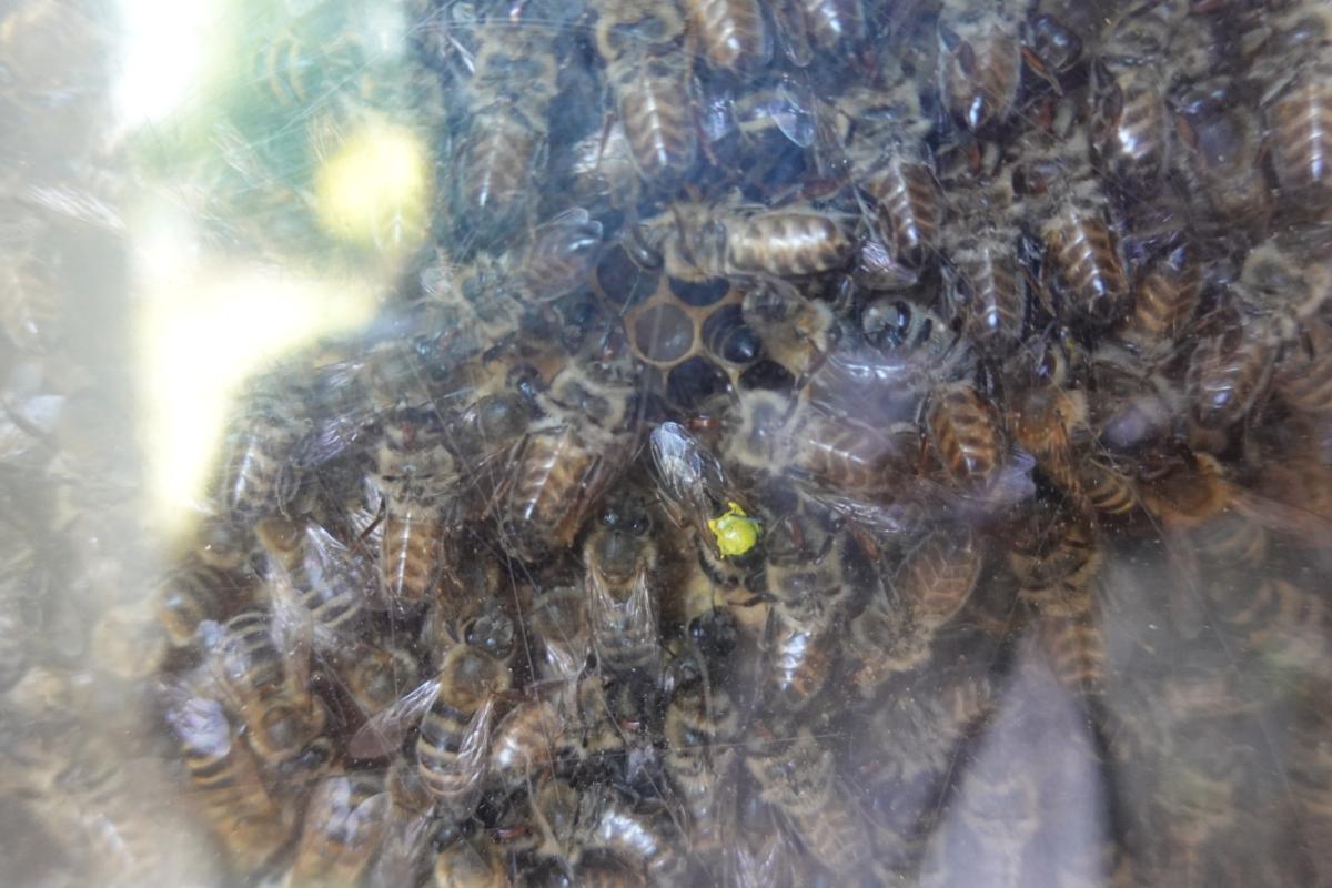 Bienenkönigin mit gelbem Punkt inmitten ihres Hofstaates