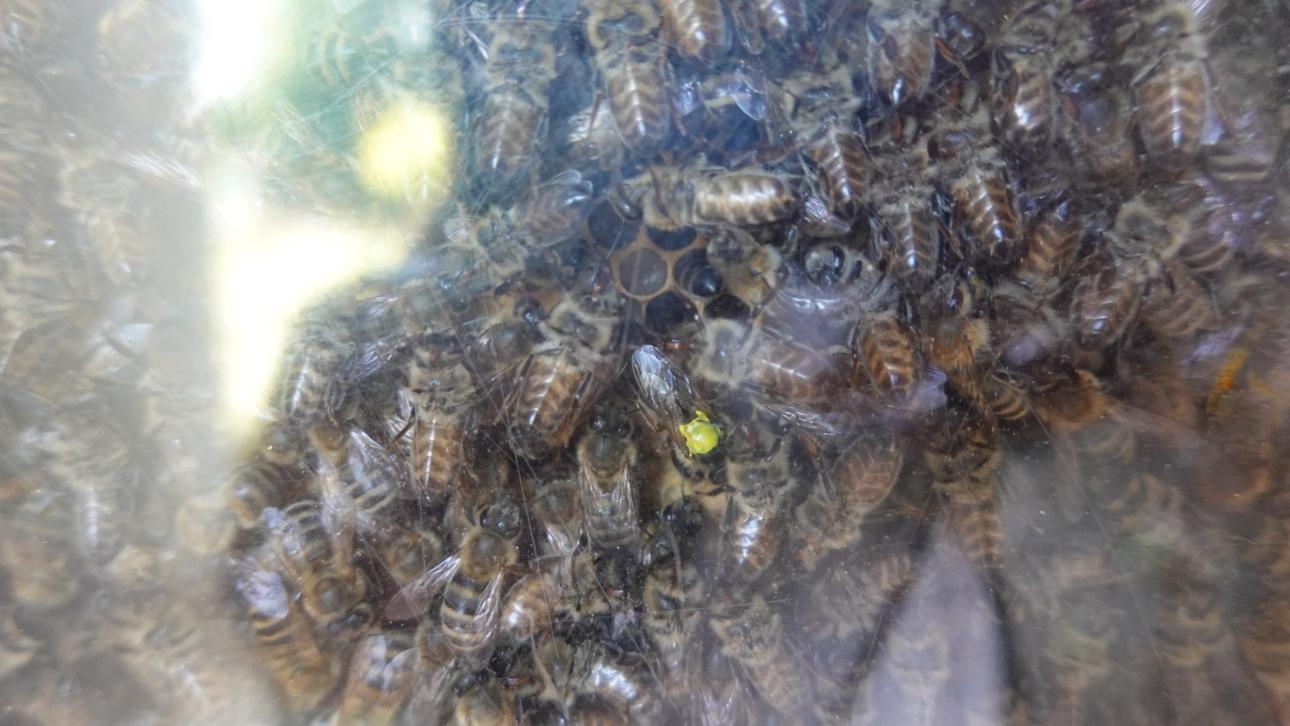 Bienenkönigin mit gelbem Punkt inmitten ihres Hofstaates