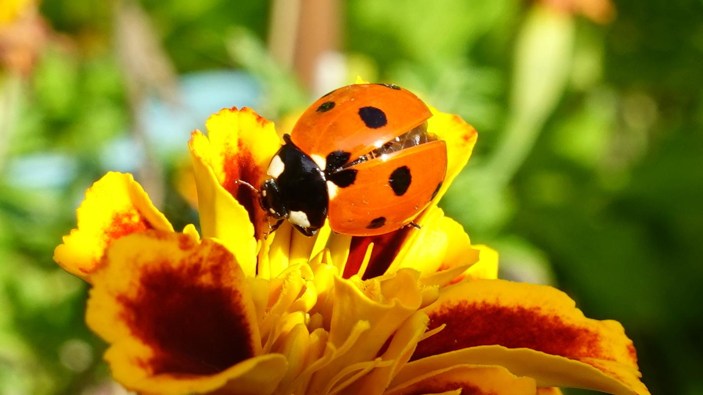 7 Punktmarienkäfer auf einer Tagetesblüte