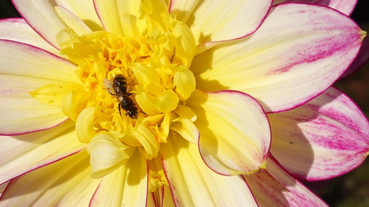 Besucher in einer Dahlienblüte Mitte November 2022