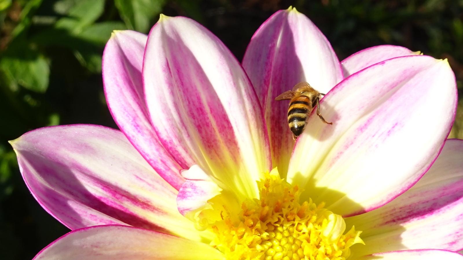 Biene in einer Dahlienblüte