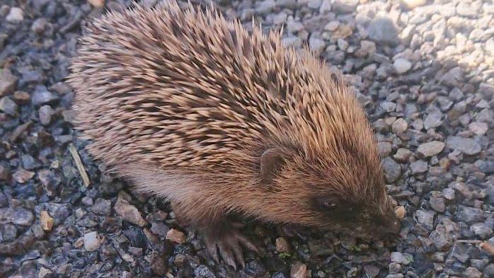 Besuch eines kleinen Igel