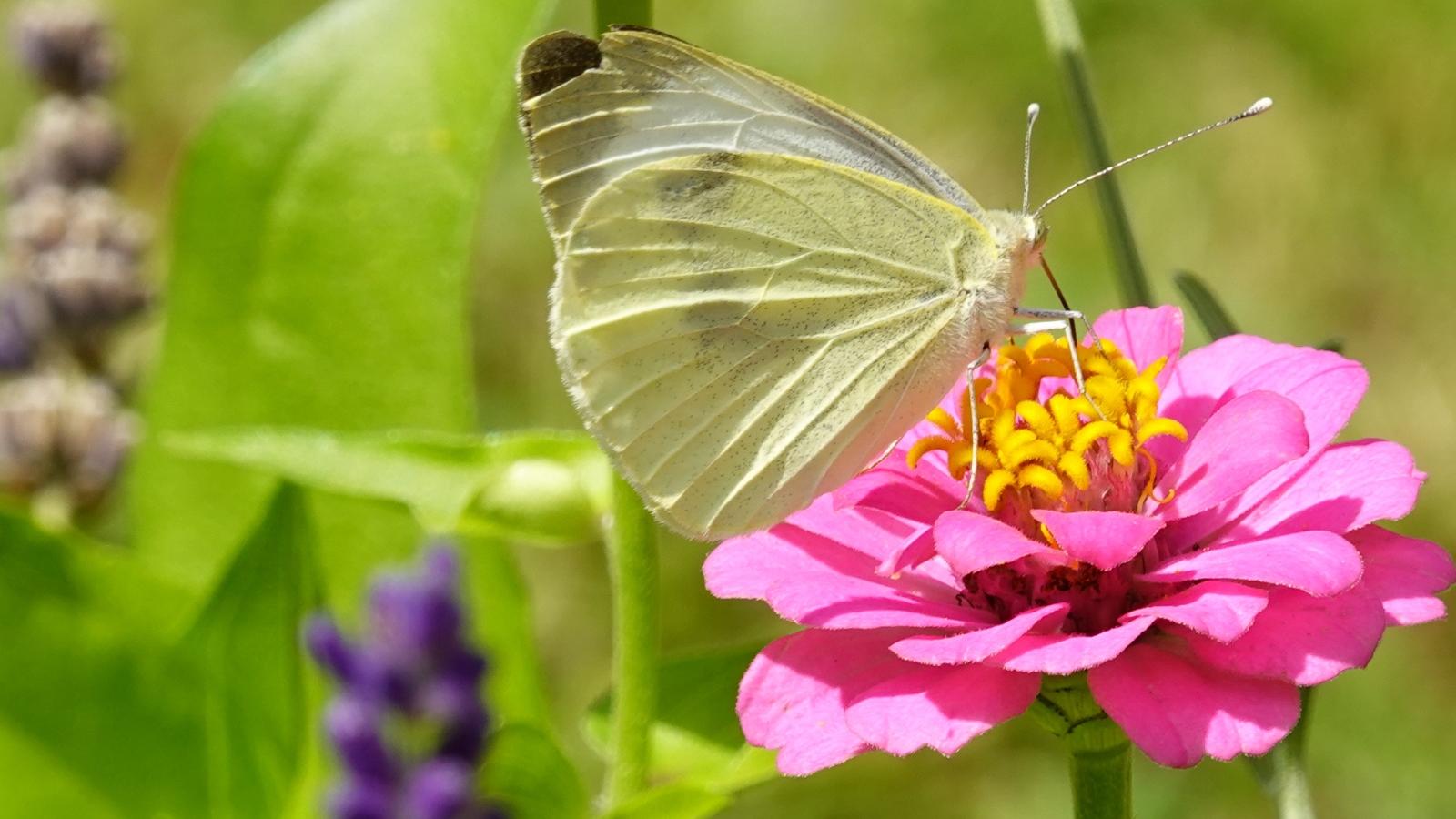 Kleiner Kohlweissling auf Zinienblüte