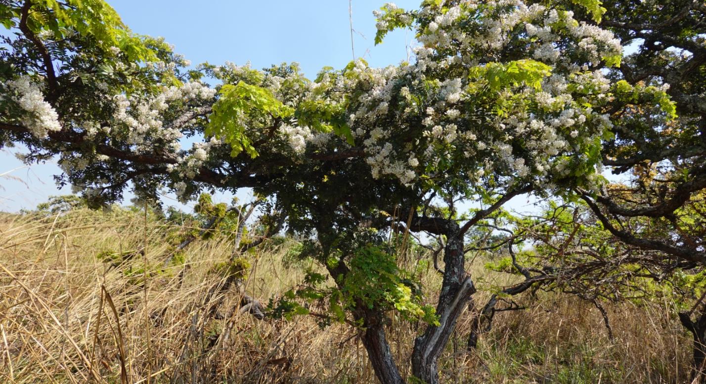 blühender Baum