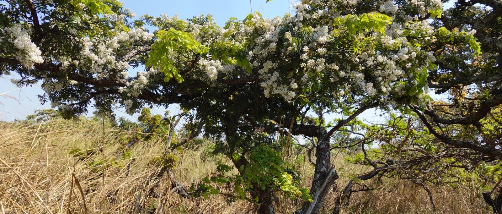 blühender Baum