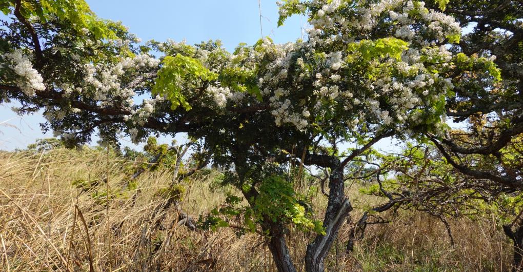blühender Baum