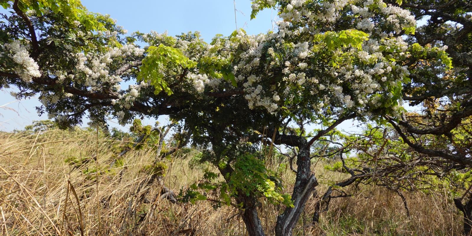 blühender Baum