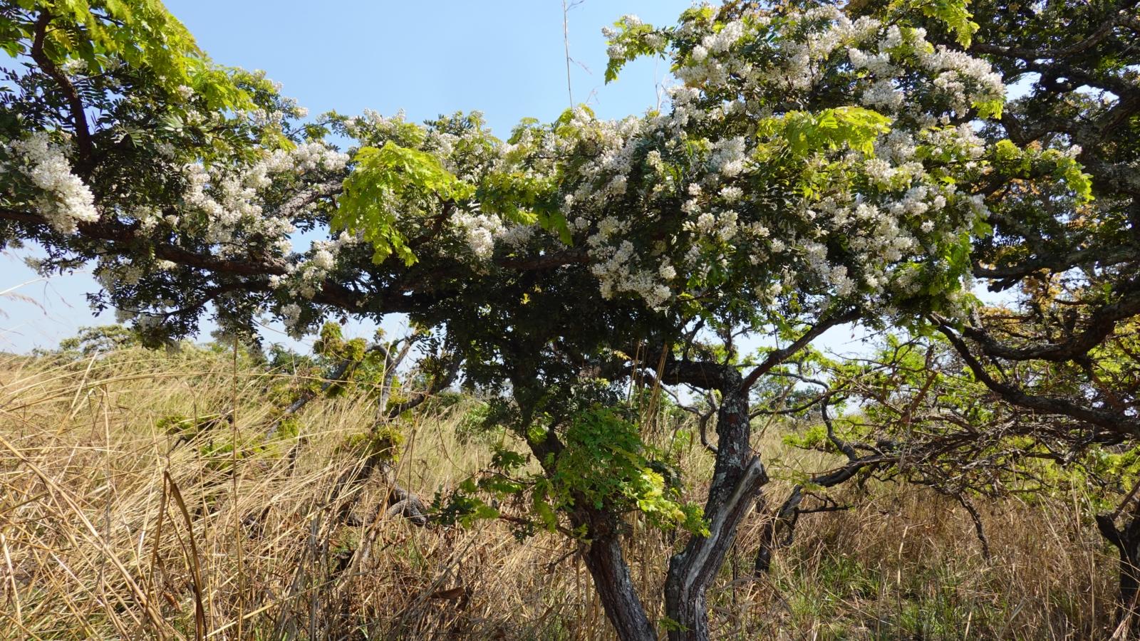 blühender Baum