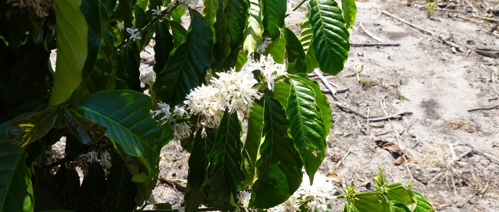 Blüte des Kaffeebaums
