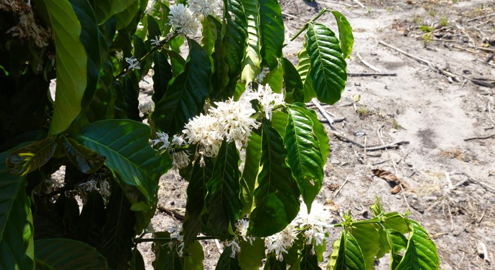 Blüte des Kaffeebaums