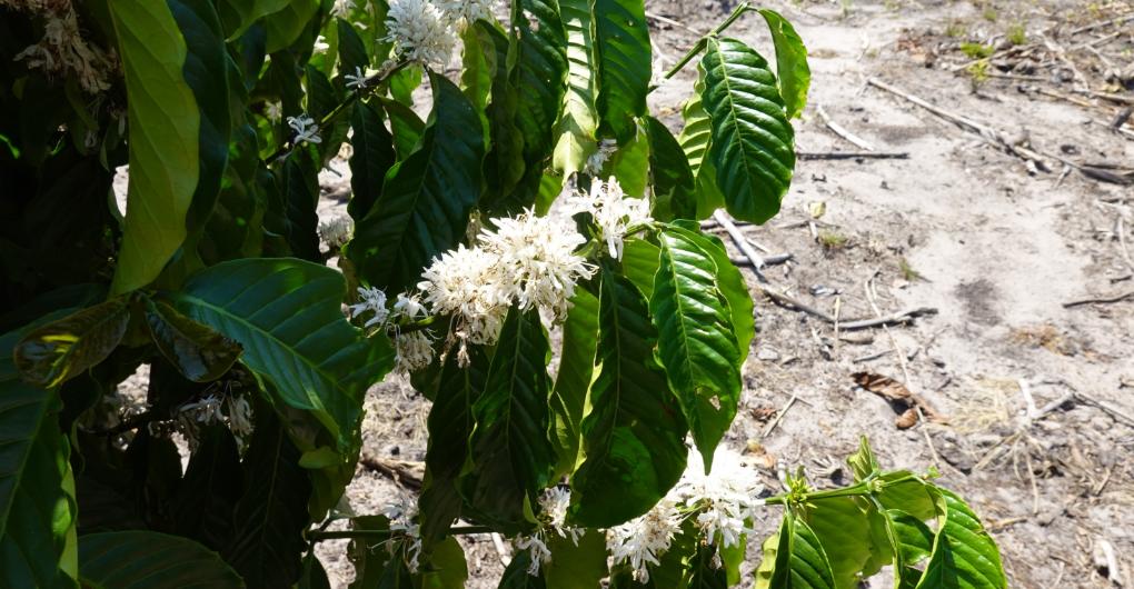 Blüte des Kaffeebaums