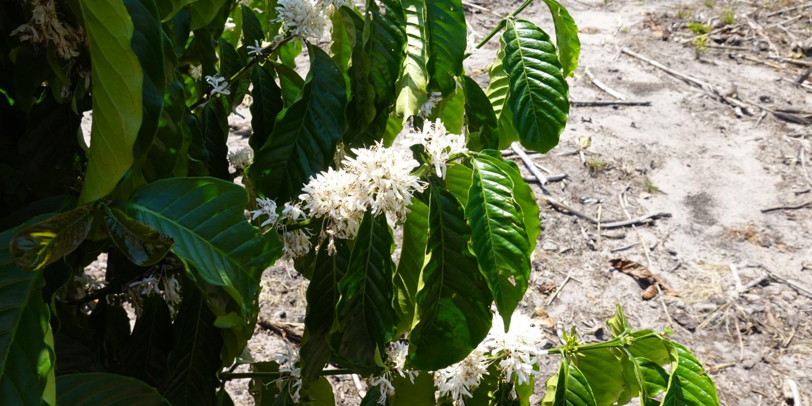 Blüte des Kaffeebaums