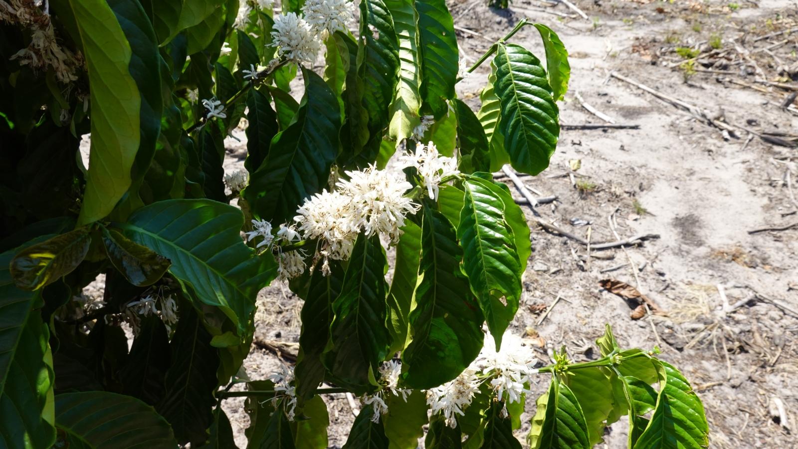 Blüte des Kaffeebaums