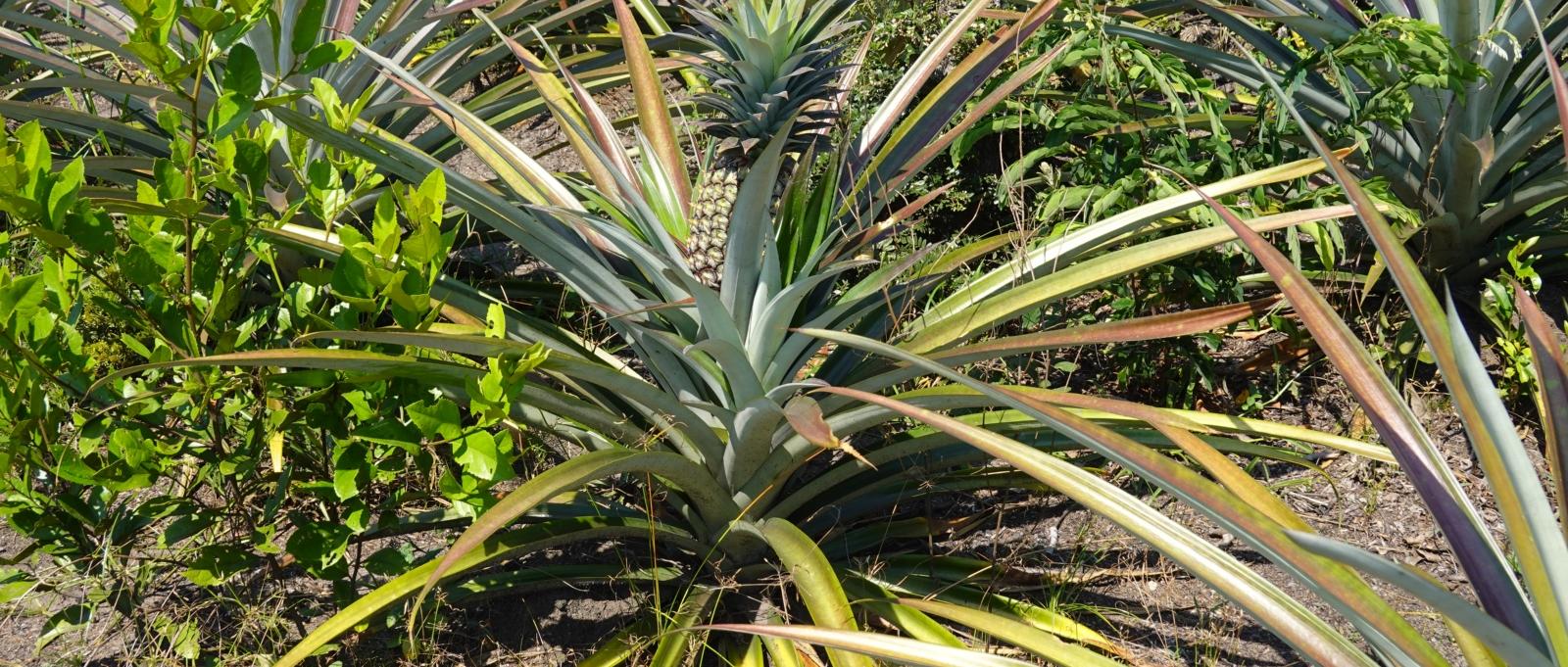 Ananas
