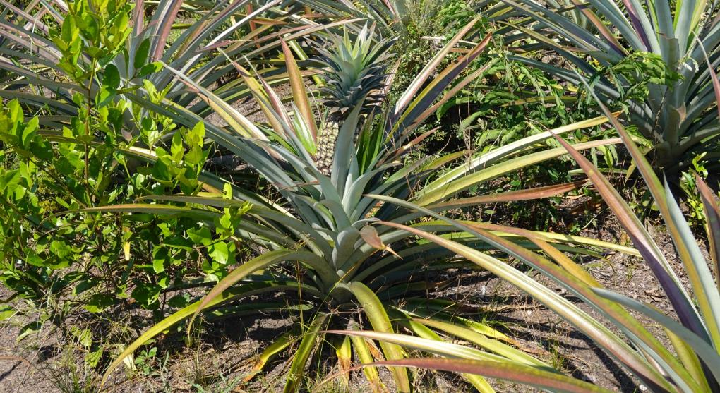 Ananas