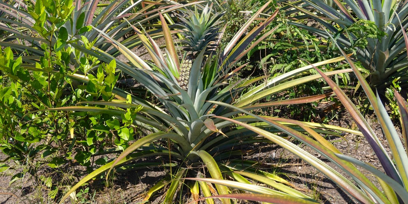 Ananas