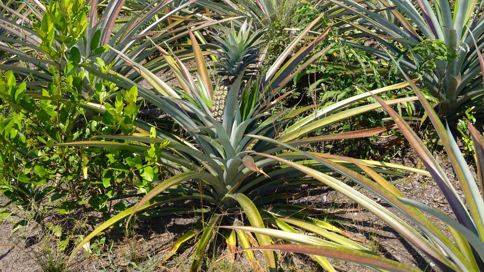 Ananas