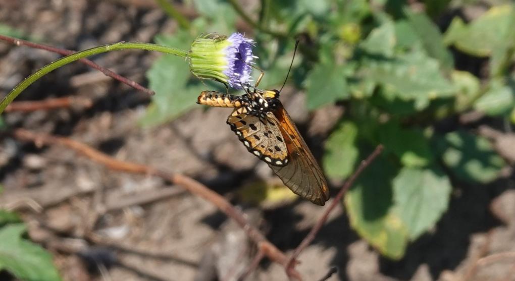 Schmetterling