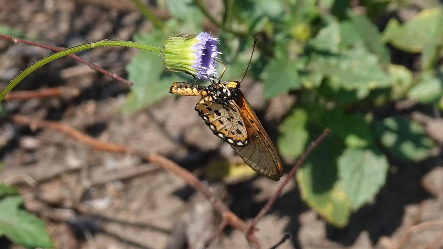 Schmetterling
