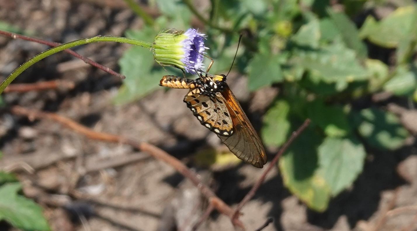 Schmetterling