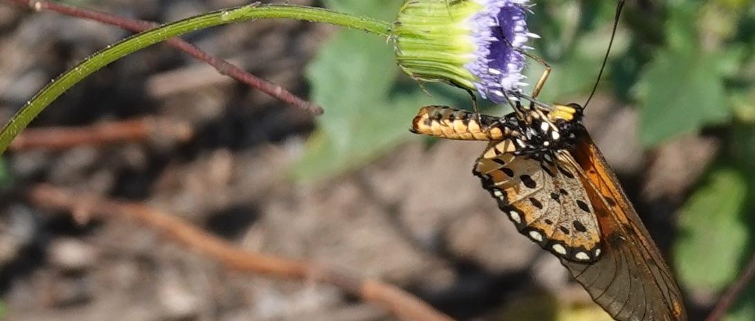 Schmetterling