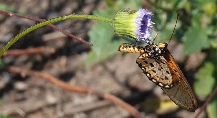 Schmetterling