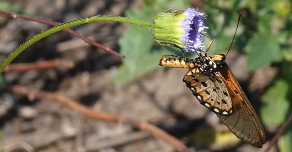 Schmetterling