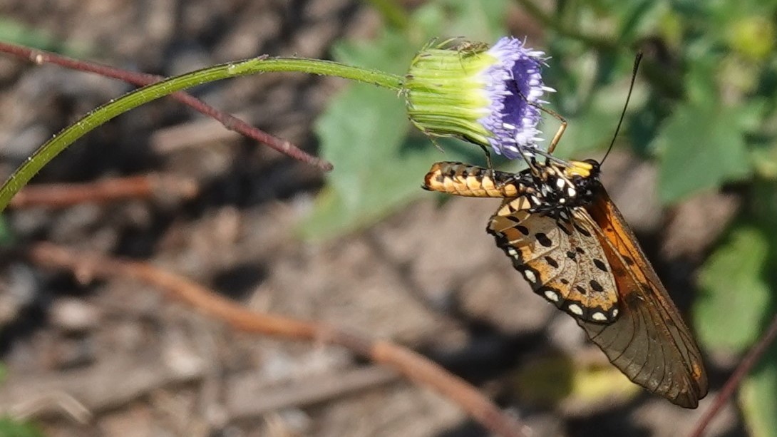 Schmetterling