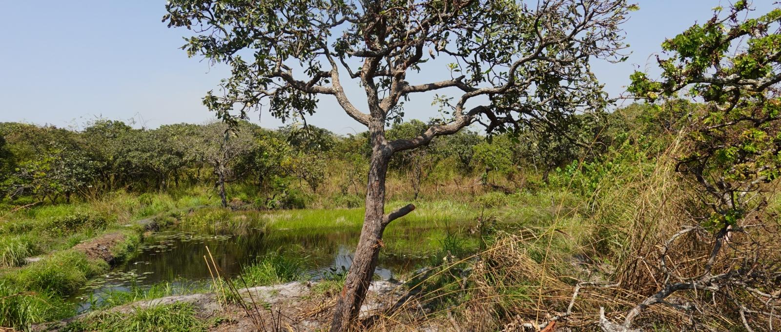 beschädigter Baum