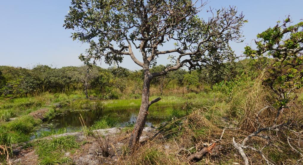 beschädigter Baum