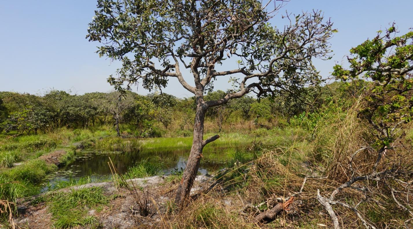 beschädigter Baum