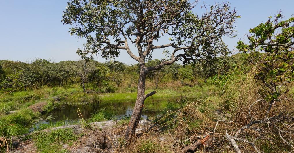 beschädigter Baum