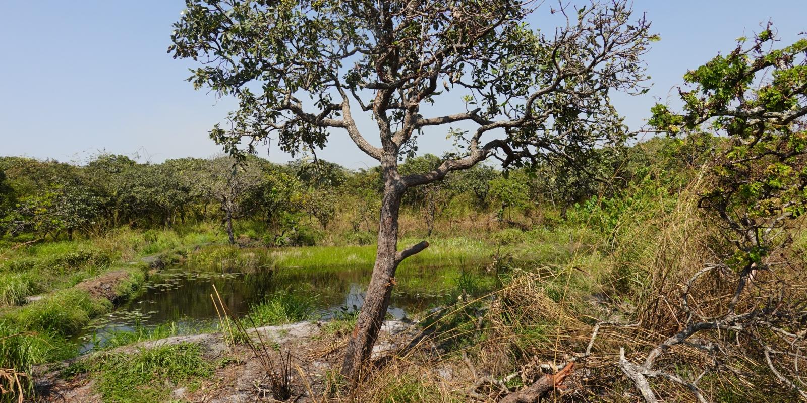 beschädigter Baum