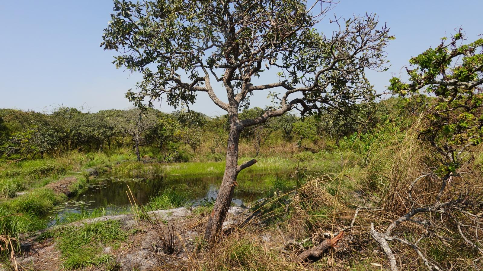 beschädigter Baum