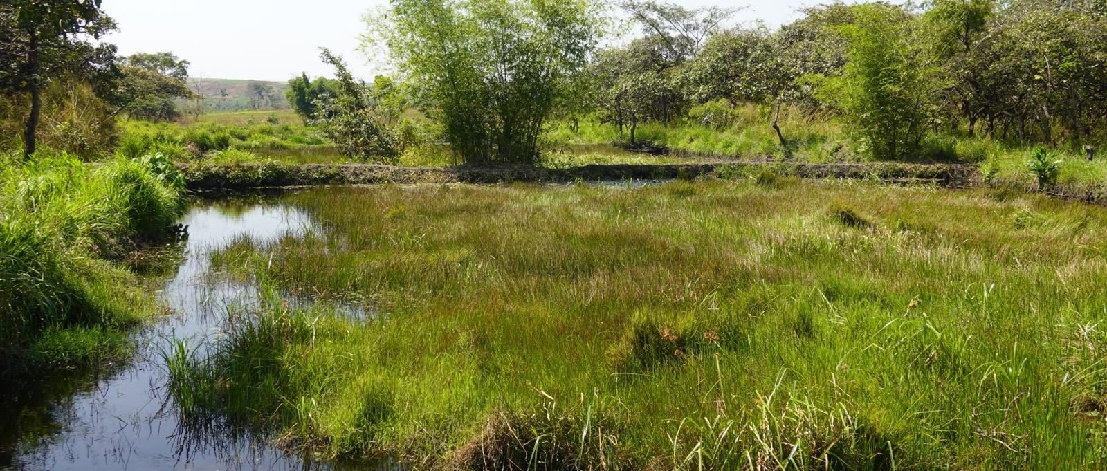 Fischteich oder Reisterasse