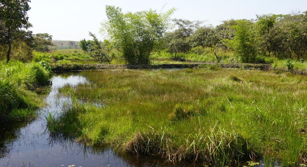 Fischteich oder Reisterasse
