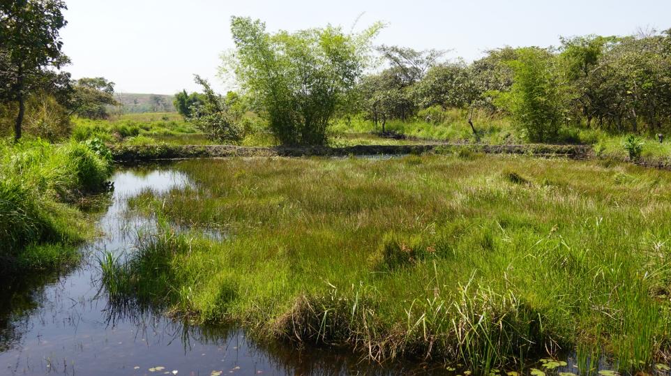 Fischteich oder Reisterasse
