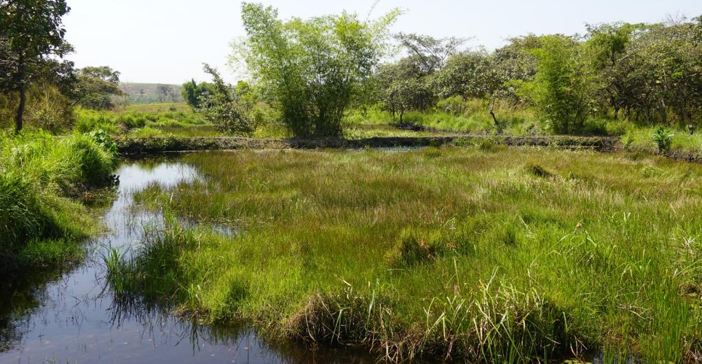 Fischteich oder Reisterasse