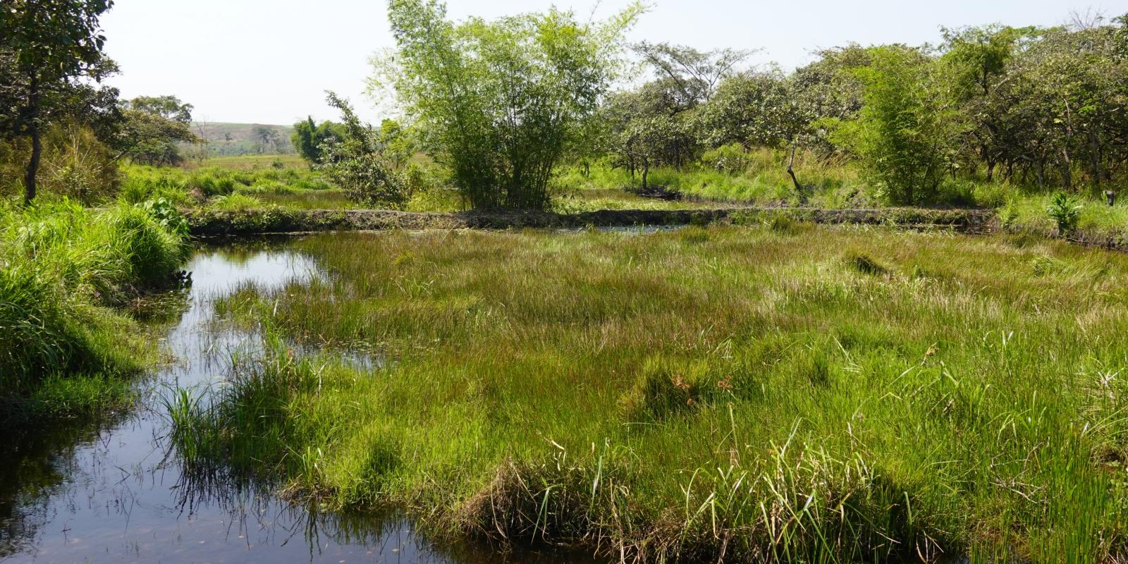 Fischteich oder Reisterasse
