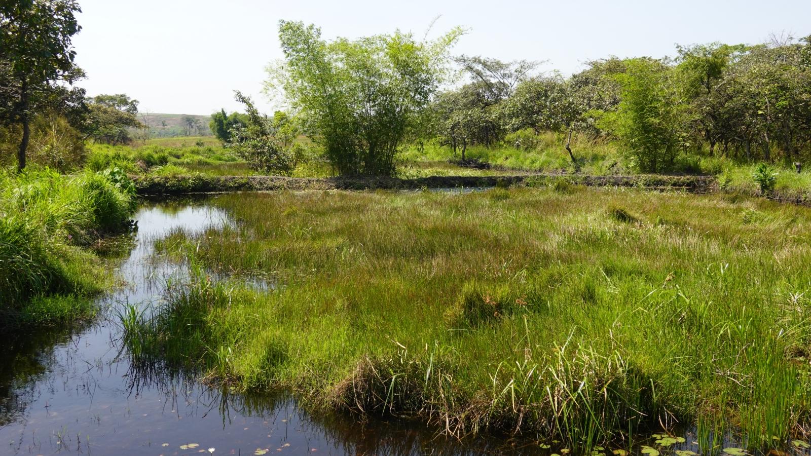 Fischteich oder Reisterasse